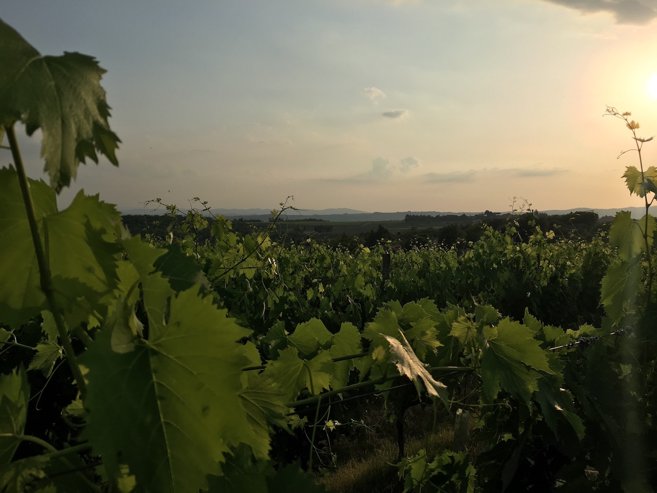 Chianti-vineyards-sunset