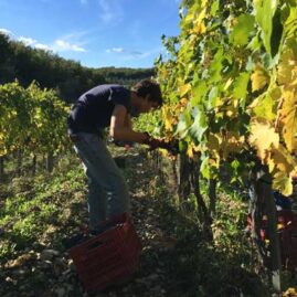 wine harvest 2015 from chianti region