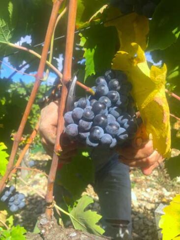 Vendemmia 2015 nel Chianti