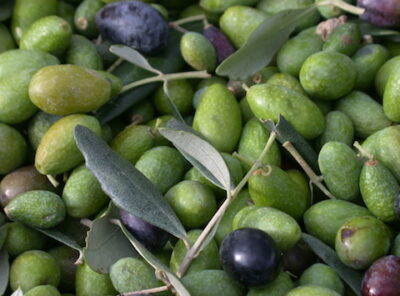Degustazione di Olio di oliva toscano nel chianti
