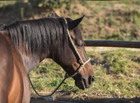 Cavallo