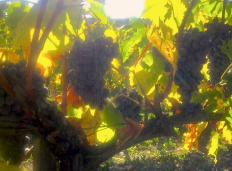 Chianti-booking-vineyard-tours